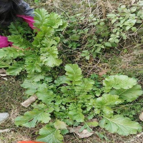 传统蔬菜种老品种腊菜籽冲菜种野菜种子保健蔬菜易种腌制菜四季播 - 图2
