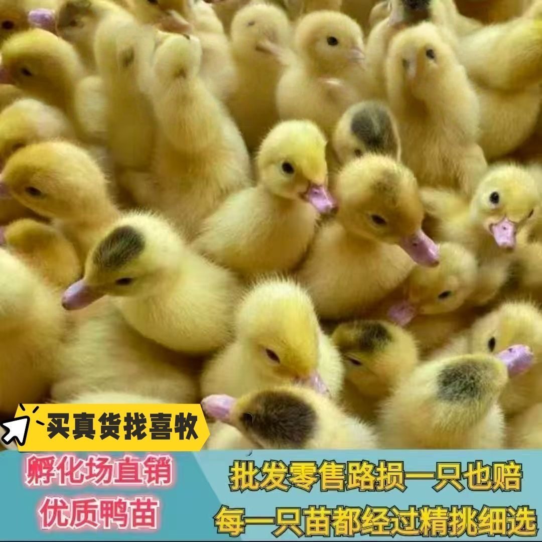 宠物鸭福建正宗大种白正番鸭苗红脸鸭西洋鸭顺丰包邮疫苗齐全,淘宝优惠券,粉丝福利购,淘宝优惠卷