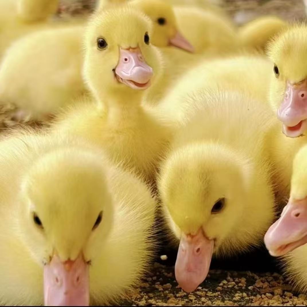 宠物鸭福建正宗大种白正番鸭苗红脸鸭西洋鸭顺丰包邮疫苗齐全,淘宝优惠券,粉丝福利购,淘宝优惠卷