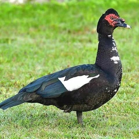 宠物鸭正宗福建大种黑番鸭西洋鸭火鸭豚鸭重脱温发货,淘宝优惠券,粉丝福利购,淘宝优惠卷