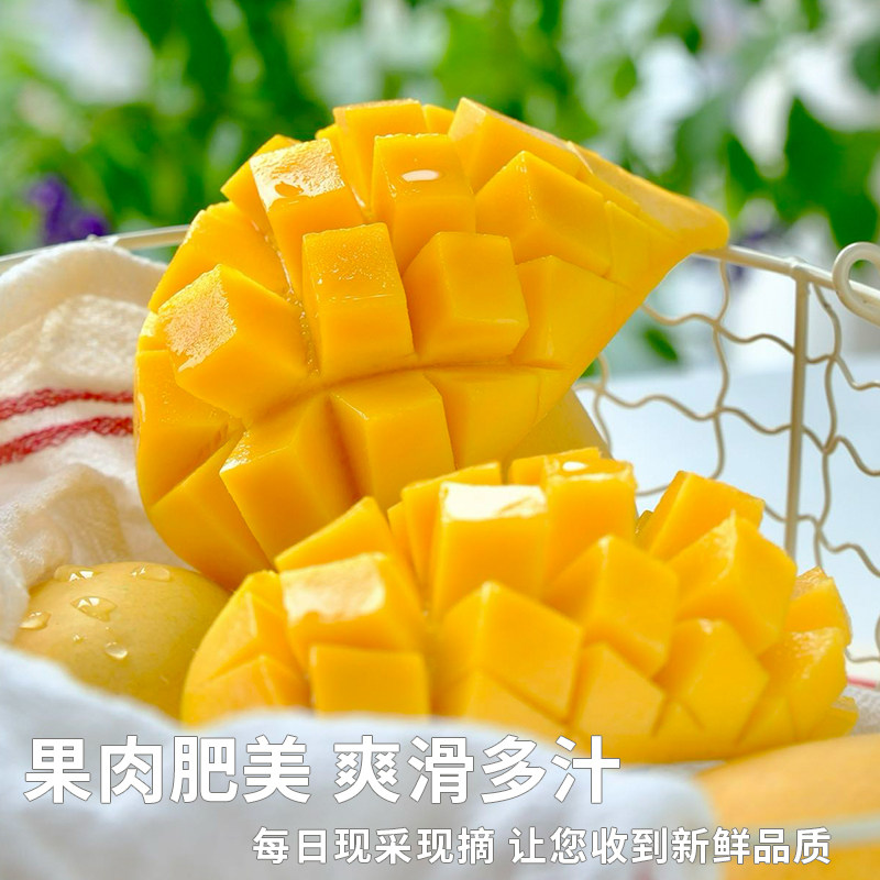 橙先森正宗金煌芒产地直发新鲜水果当季芒果青芒水仙芒