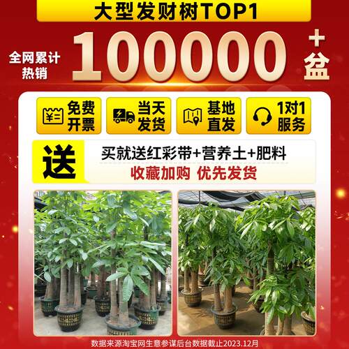 发财树三杆步步高客厅大型盆栽室内办公室大绿植乔迁新居开业送礼 - 图3