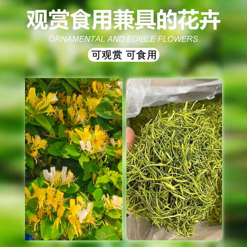 金银花树苗盆栽地栽食用药用爬藤植物南北方种植北花一号金银花苗 - 图3
