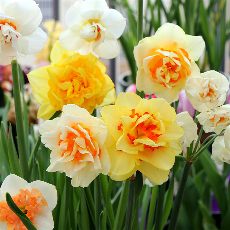 5 颗进口洋水仙种球漳州水仙耐寒植物四季花卉室内绿植风信子盆栽,淘宝优惠券,粉丝福利购,淘宝优惠卷