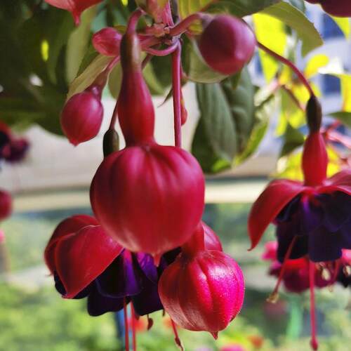 宝莲灯花盆栽倒挂金钟花苗吊钟花室内阳台四季开花灯笼花带花苞大 - 图2
