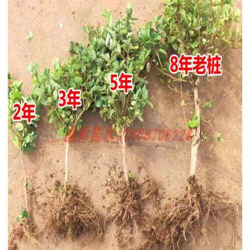 金银花树苗盆栽地栽食用药用爬藤植物南北方种植北花一号金银花苗 - 图0