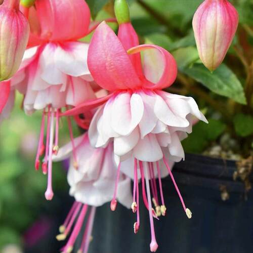 宝莲灯花盆栽倒挂金钟花苗吊钟花室内阳台四季开花灯笼花带花苞大 - 图3