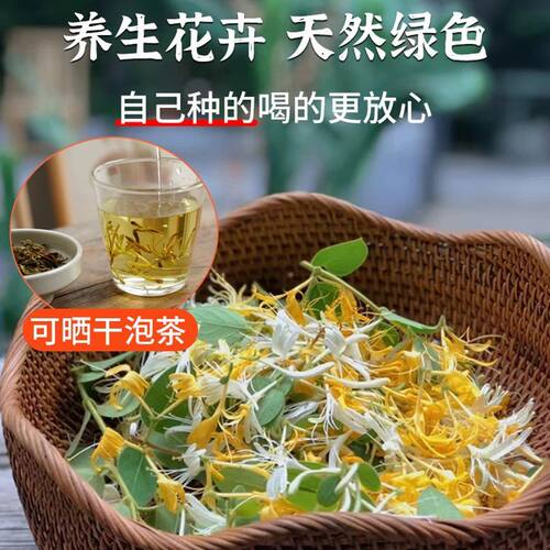 金银花树苗盆栽地栽食用药用爬藤植物南北方种植北花一号金银花苗 - 图2