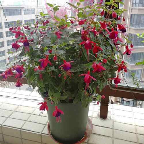 宝莲灯花盆栽倒挂金钟花苗吊钟花室内阳台四季开花灯笼花带花苞大 - 图0