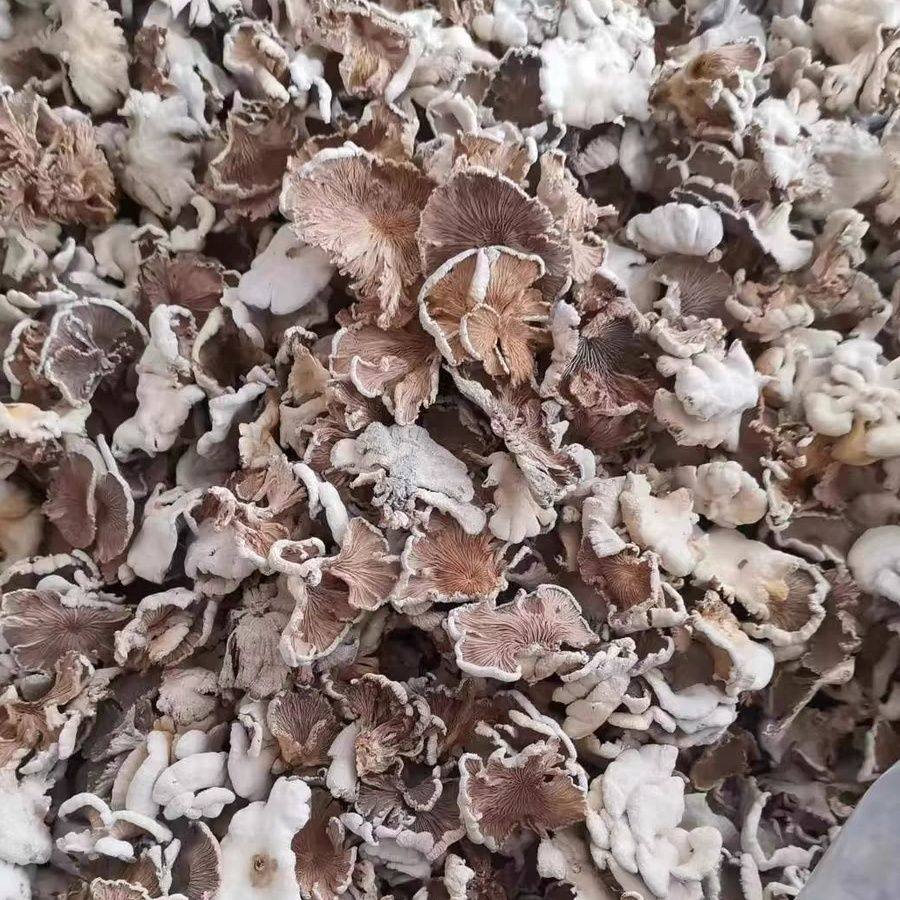 云南德宏白参菌干货农家自晒特产裂褶菌白花白参沙参树花,淘宝优惠券,粉丝福利购,淘宝优惠卷