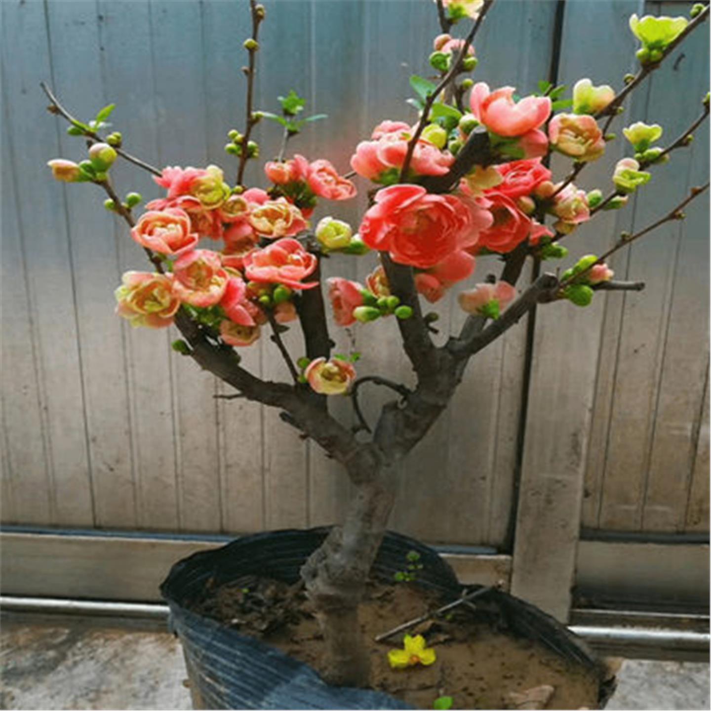 竹节海棠花盆栽树苗重瓣长寿冠盆景绿植庭院植物室内花卉四季开花 - 图1