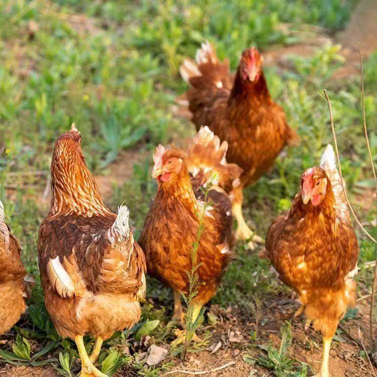 正宗海兰褐鸡活苗高产蛋鸡小鸡活苗脱温鸡苗高产蛋鸡农家散养鸡苗,淘宝优惠券,粉丝福利购,淘宝优惠卷