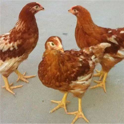 正宗海兰褐鸡活苗高产蛋鸡小鸡活苗脱温鸡苗高产蛋鸡农家散养鸡苗,淘宝优惠券,粉丝福利购,淘宝优惠卷