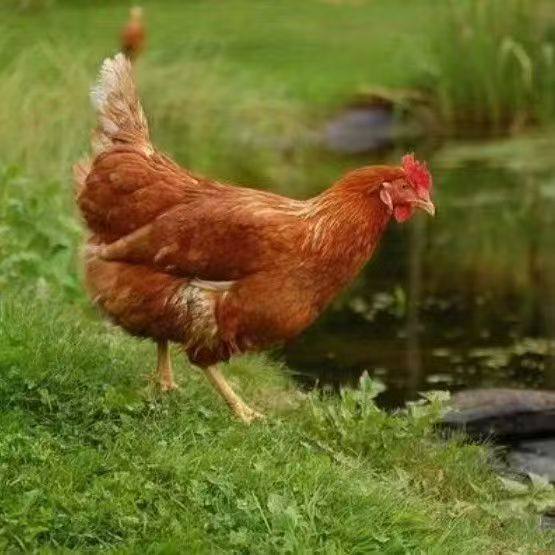 正宗海兰褐鸡活苗高产蛋鸡小鸡活苗脱温鸡苗高产蛋鸡农家散养鸡苗,淘宝优惠券,粉丝福利购,淘宝优惠卷