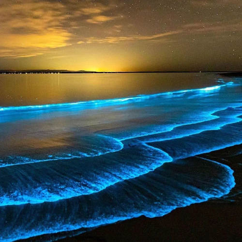营养海水 蓝眼泪 发光海藻 夜光藻生长海水 200ml*2 - 图1