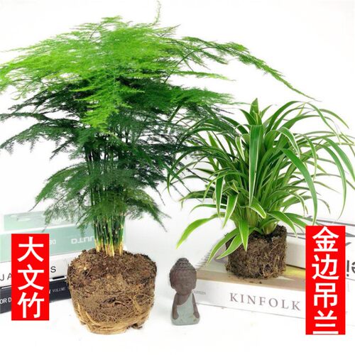 金边吊兰植物室内好养花卉盆栽吸除去甲醛桌面小绿植水养水培垂吊 - 图2