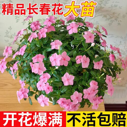 长春花花苗盆栽天天开带花苞耐热观花植物庭院客厅花卉四季开花 - 图0