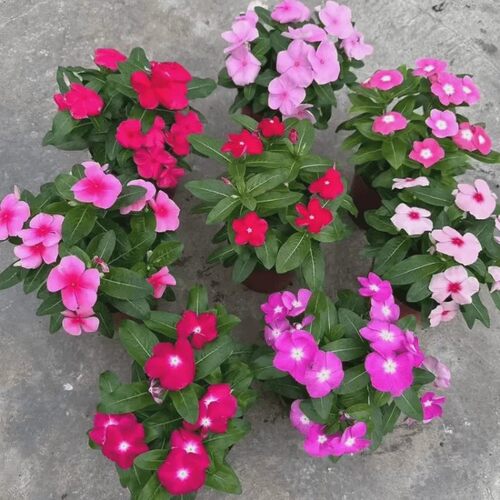 长春花花苗盆栽天天开带花苞耐热观花植物庭院客厅花卉四季开花 - 图2