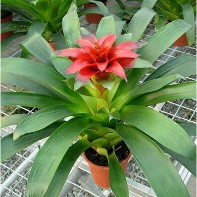 鸿运当头盆景室内植物红花卉盆栽绿植凤梨阳台办公客厅,淘宝优惠券,粉丝福利购,淘宝优惠卷