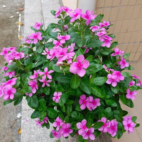 长春花花苗盆栽天天开带花苞耐热观花植物庭院客厅花卉四季开花 - 图1