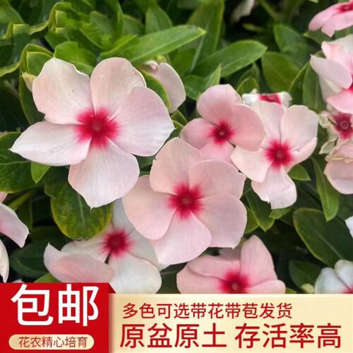 长春花盆栽天天开带花苞观花植物五叶梅庭院客厅盆栽花卉四季开花 - 图3