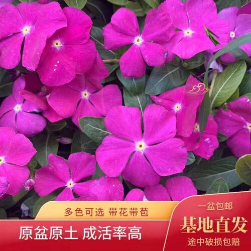 长春花盆栽天天开带花苞观花植物五叶梅庭院客厅盆栽花卉四季开花 - 图2