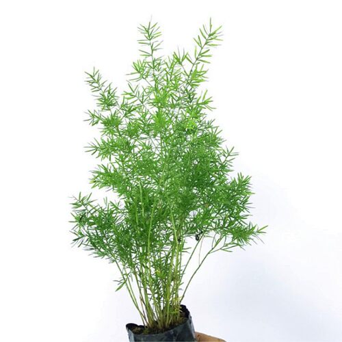 金边吊兰植物室内好养花卉盆栽吸除去甲醛桌面小绿植水养水培垂吊 - 图3