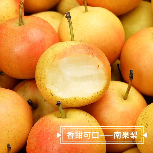 辽宁鞍山南果梨东北当季酒香水梨子现摘新鲜酥脆南国梨特产梨水果 - 图0