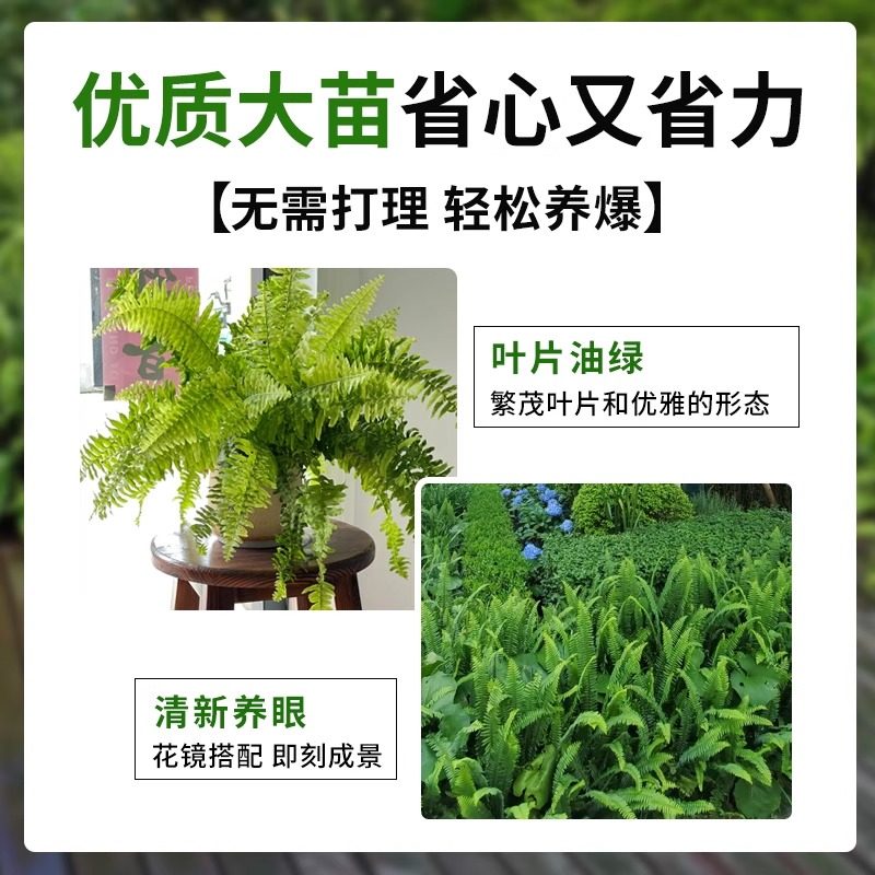 拾园记肾蕨排骨草好养盆栽耐阴室内外阳台庭院常绿庭院观叶绿植物,淘宝优惠券,粉丝福利购,淘宝优惠卷