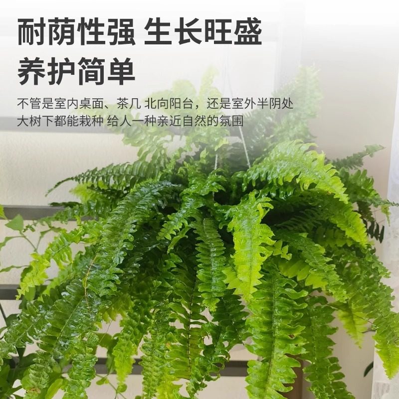 拾园记肾蕨排骨草好养盆栽耐阴室内外阳台庭院常绿庭院观叶绿植物,淘宝优惠券,粉丝福利购,淘宝优惠卷