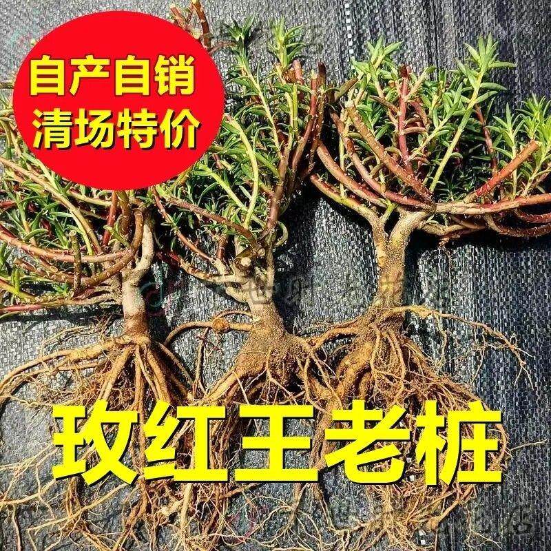 网红重瓣太阳花造型太阳花重瓣太阳花老桩太阳花苗重瓣大花玫红王,淘宝优惠券,粉丝福利购,淘宝优惠卷