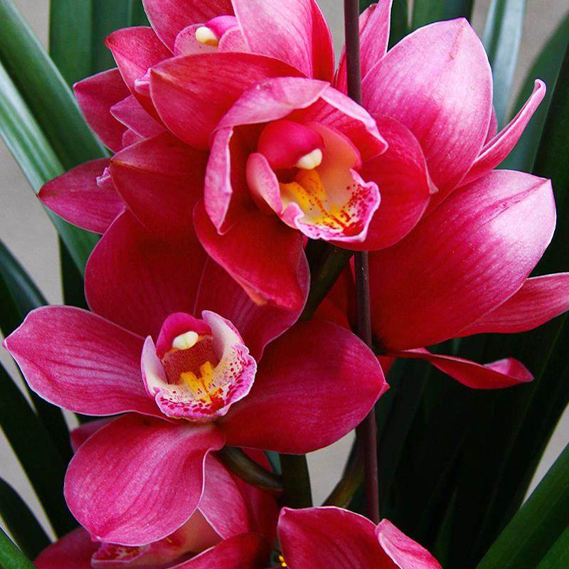 镜花兰园兰花苗大将军正品高档花蕙兰浓香兰草室内花盆栽花卉好养,淘宝优惠券,粉丝福利购,淘宝优惠卷