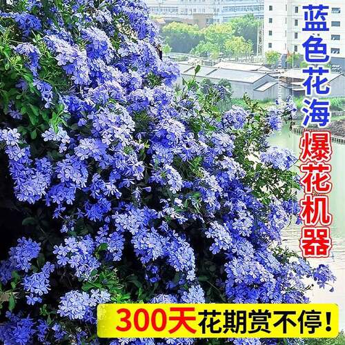 蓝雪花盆栽爬藤大苗庭院花卉带花苞棒棒糖老桩植物阳台四季常青 - 图0