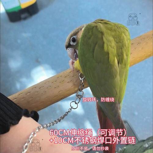 [伸缩绳可调节]松鼠鹦鹉鸟用放飞绳伸缩可调节虎皮玄凤超轻牵引绳 - 图0