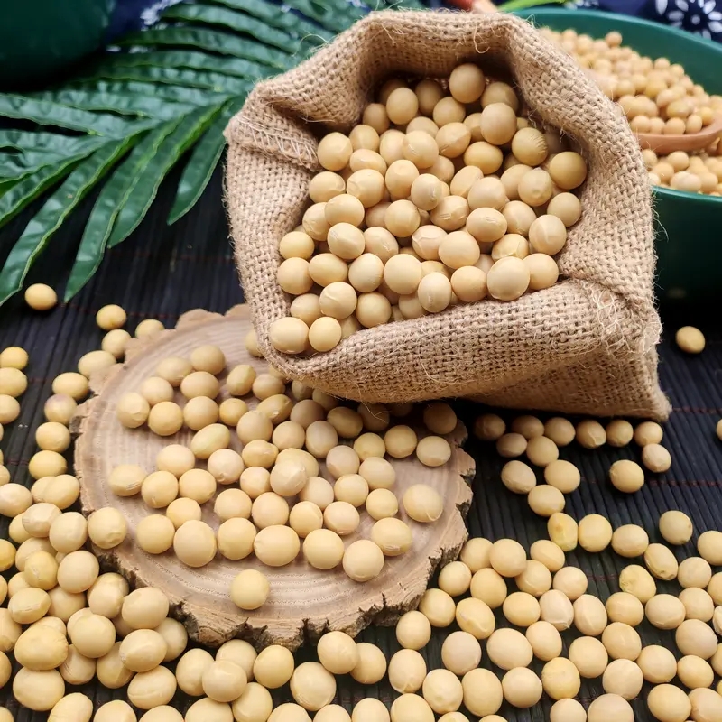 Hehe Sui Sui Northeast Africa genetically modified soybeans 500g farmhouse soybean sprouts soy milk cereals breakfast wholesale new goods