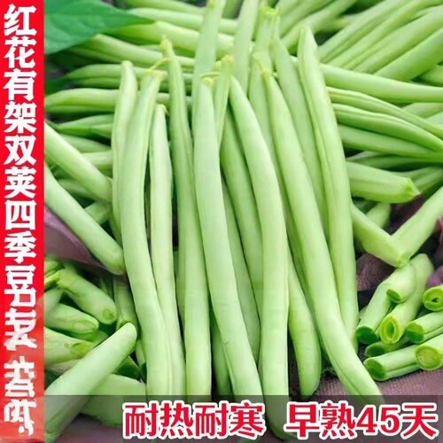 双花双荚红花有架四季豆新鲜晚熟45天耐热耐寒软糯无筋无丝肉豆角 - 图0