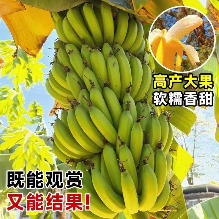 香蕉树苹果蕉红皮矮化芭蕉盆栽水果苗庭院当年结果抗寒盆栽易成活,淘宝优惠券,粉丝福利购,淘宝优惠卷