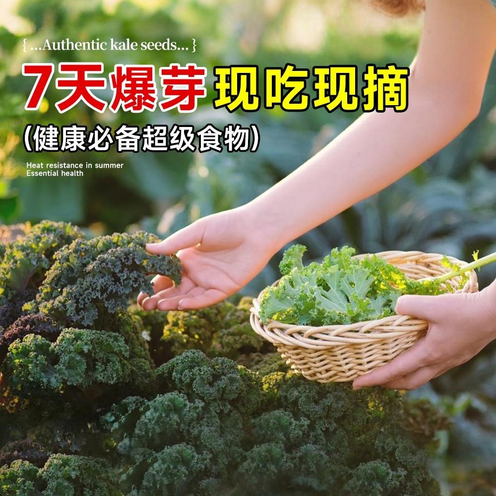 羽衣甘蓝苗种子轻食沙拉蔬菜种孑大全雨衣甘蓝菜籽适合冬天种的菜,淘宝优惠券,粉丝福利购,淘宝优惠卷