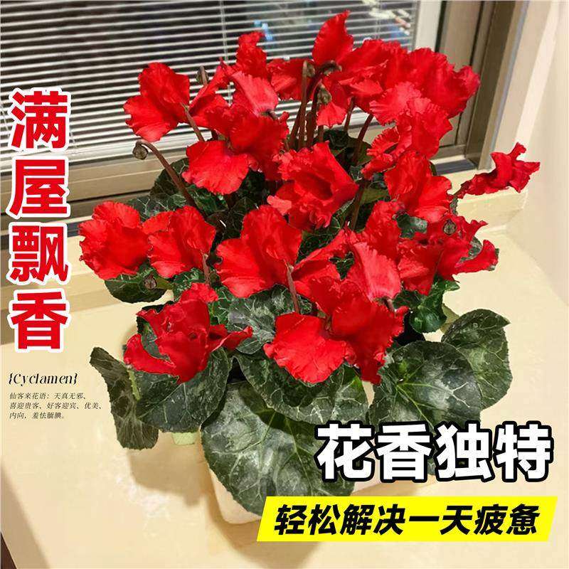 仙客来盆栽带花特大号兔子花卉植物室内重瓣蝴蝶兰好养苗庭院阳台,淘宝优惠券,粉丝福利购,淘宝优惠卷