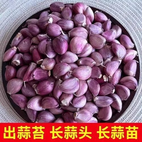 云南紫皮干大蒜瓣种子5斤红皮土蒜种籽种植蒜头专用农家可吃可种 - 图0