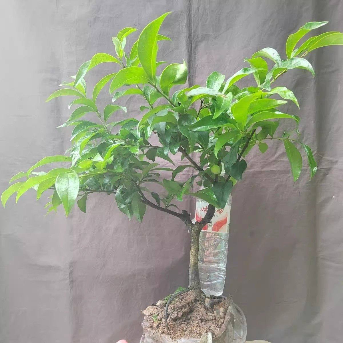 金弹子可挂果盆栽四川小叶金单子带造型观果盆景小苗母桩练手母带,淘宝优惠券,粉丝福利购,淘宝优惠卷