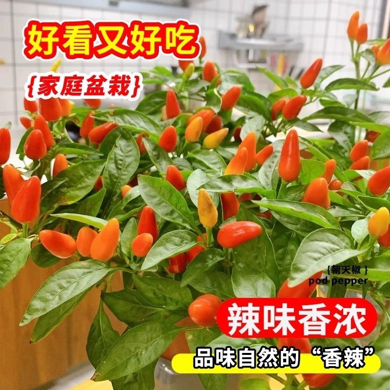 正宗朝天椒种子小米辣椒种子小米椒春季四季庭院阳台盆栽蔬菜种子,淘宝优惠券,粉丝福利购,淘宝优惠卷