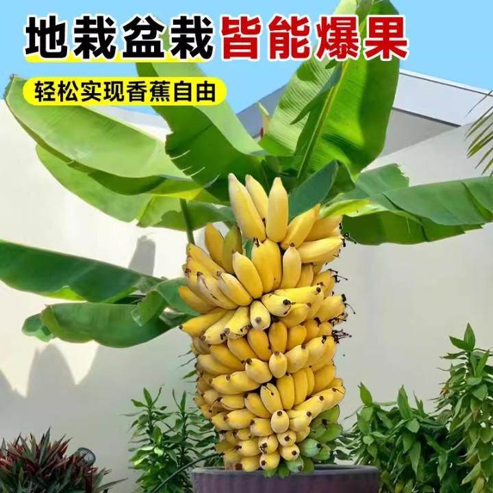 香蕉树苹果蕉红皮矮化芭蕉盆栽水果苗庭院当年结果抗寒盆栽易成活,淘宝优惠券,粉丝福利购,淘宝优惠卷