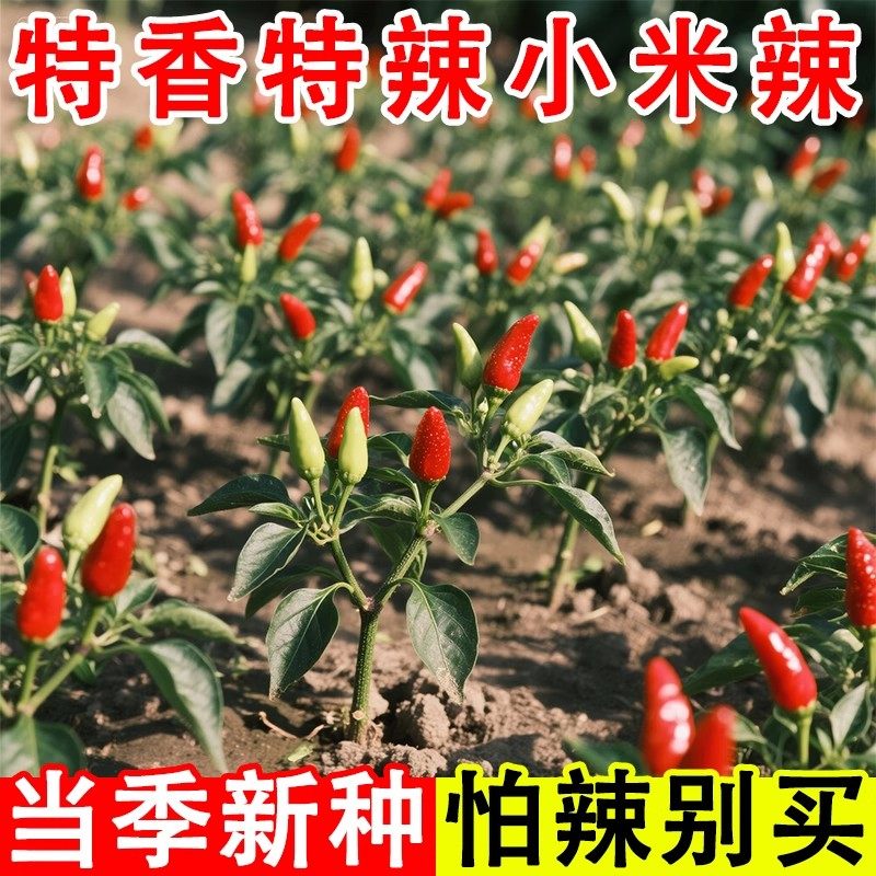 正宗朝天椒种子小米辣椒种子小米椒春季四季庭院阳台盆栽蔬菜种子,淘宝优惠券,粉丝福利购,淘宝优惠卷