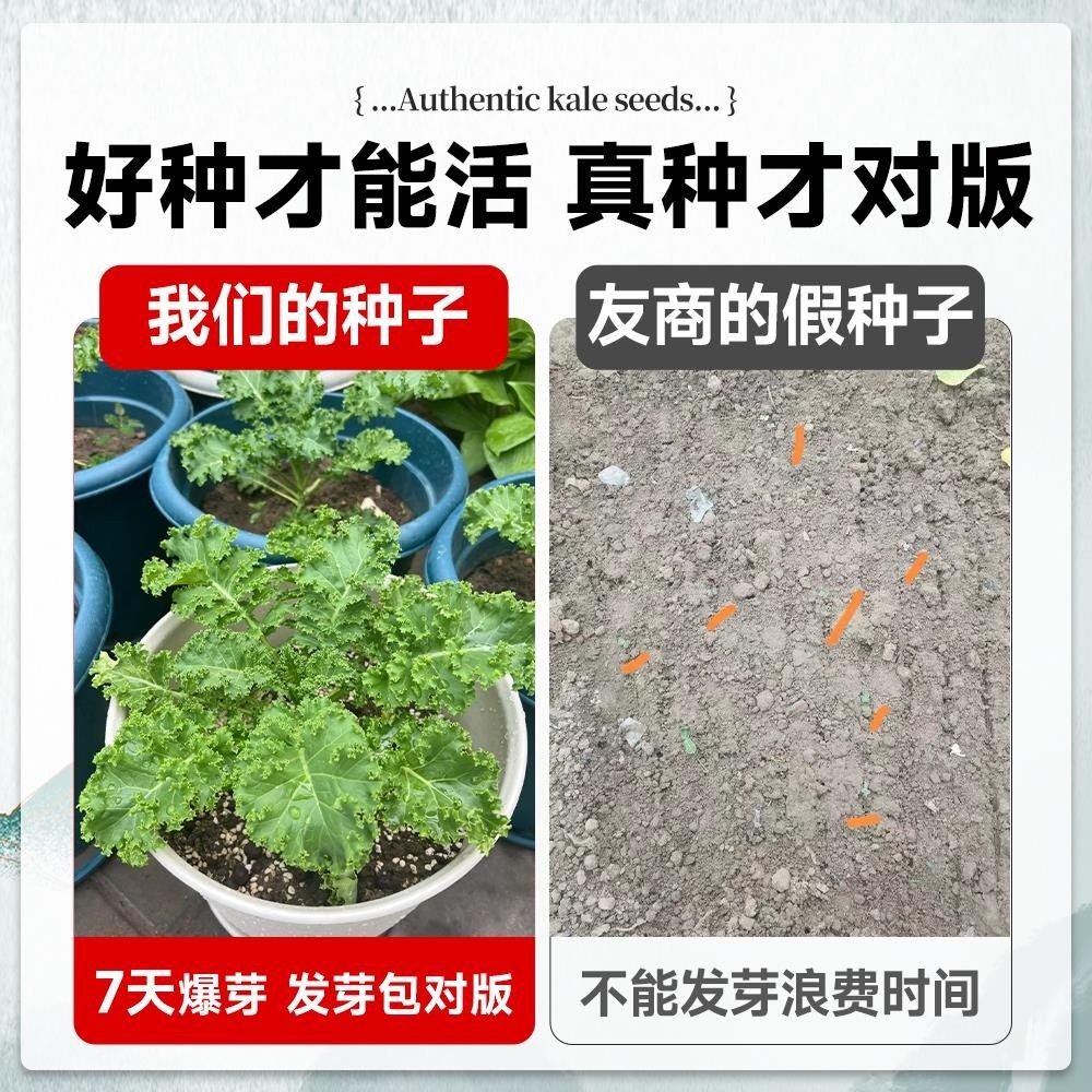 羽衣甘蓝苗种子轻食沙拉蔬菜种孑大全雨衣甘蓝菜籽适合冬天种的菜,淘宝优惠券,粉丝福利购,淘宝优惠卷