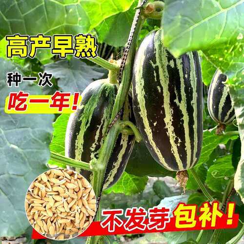 特大甜掉牙花皮甜瓜种子冰糖子香瓜种籽羊角蜜薄皮高产耐热抗病 - 图3