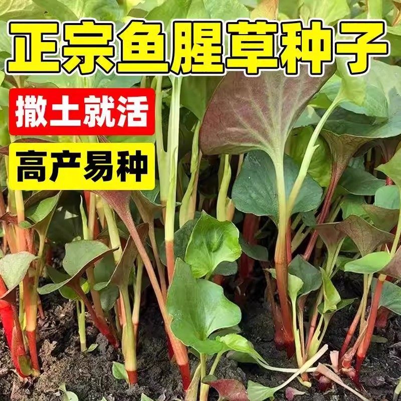 野生鱼腥草种子种苗+四川正宗新鲜折耳根苗家庭园艺四季盆栽,淘宝优惠券,粉丝福利购,淘宝优惠卷