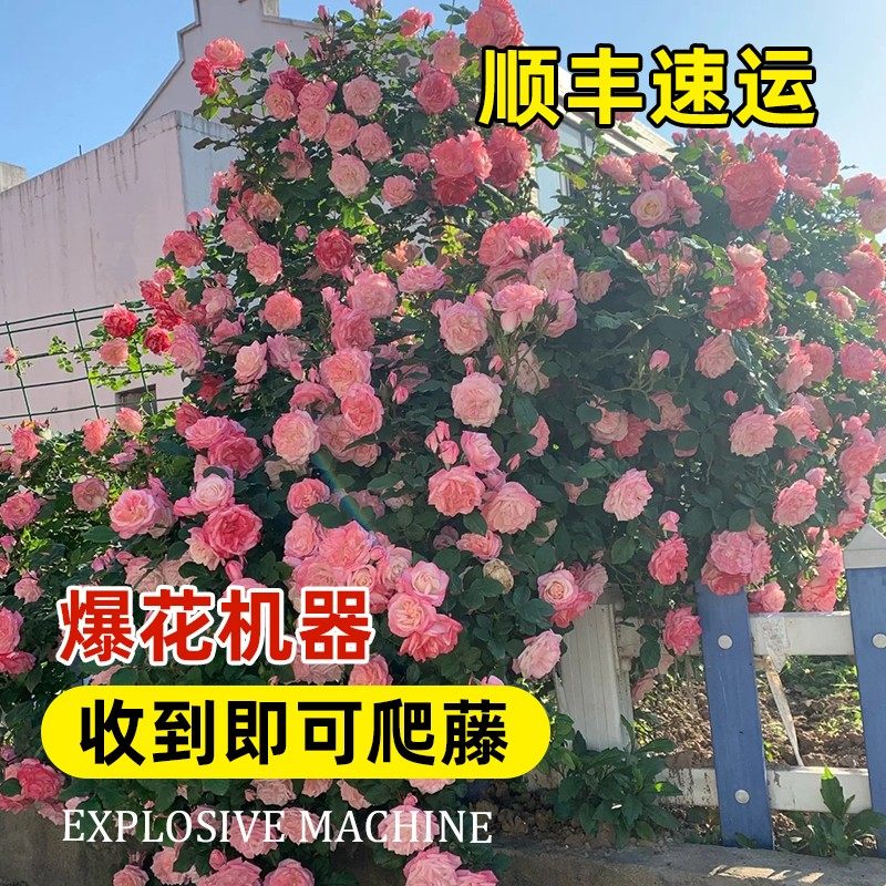 藤本月季大花浓香四季开花蔷薇花苗爬藤攀援植物庭院阳台玫瑰盆栽,淘宝优惠券,粉丝福利购,淘宝优惠卷