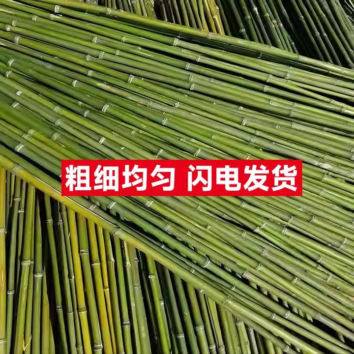 竹竿菜园搭架竹杆条3米豆角黄瓜架子小竹子竹篱笆栅栏围栏架杆棍 - 图3