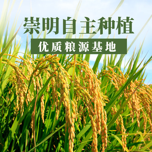 顺丰包邮 光明崇明农场甄选谷锦当季新大米5kg珍珠粳米甜香圆粒米 - 图1